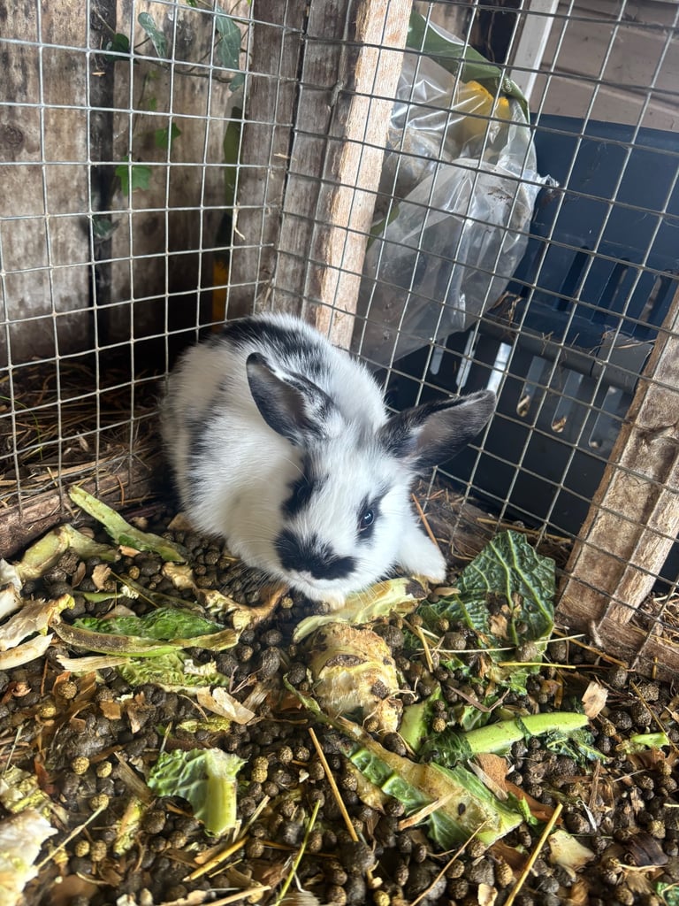 Rabbits 