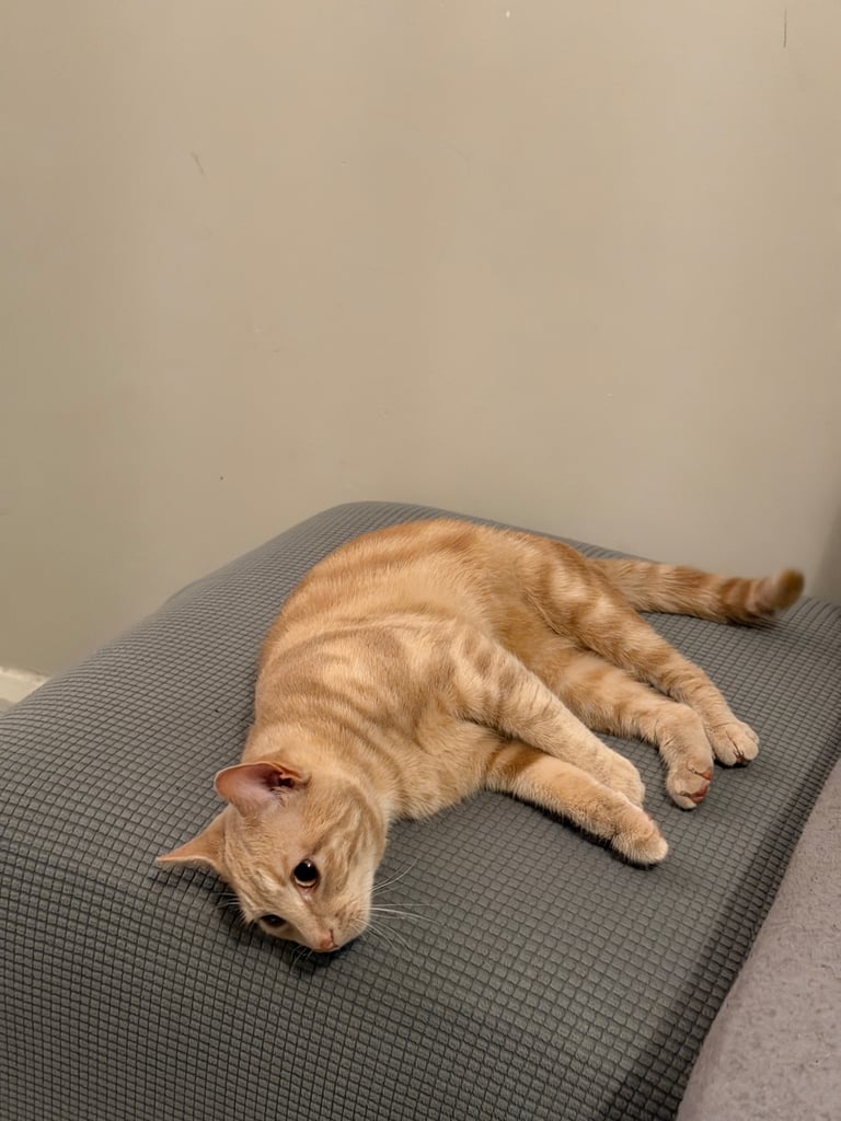 Beautiful orange tabby mixed cat