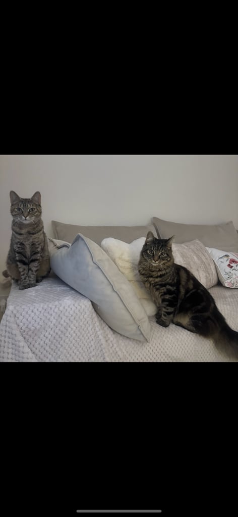 Male & Female cat 