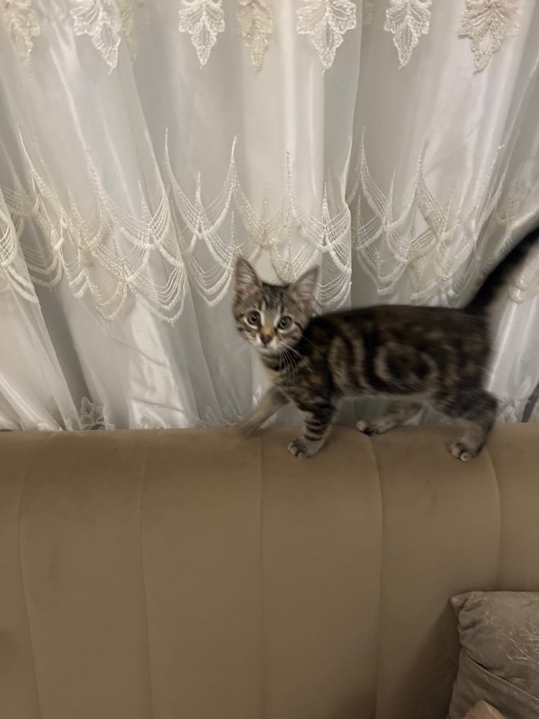 Adorable mixed bengal kitten 