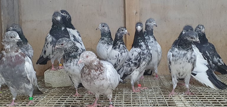 Pakistani Highflyer Pigeons For Sale
