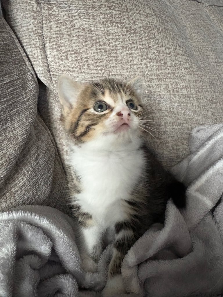 Kittens for sale 