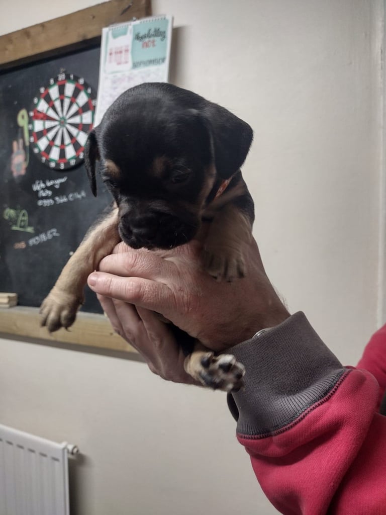 French x staffy x cocker spaniel 