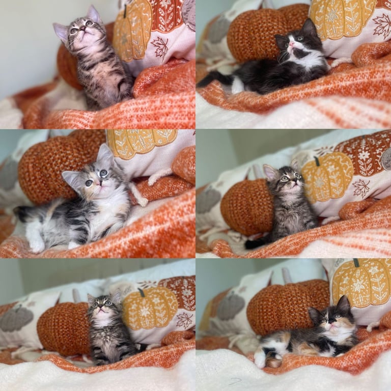 image for Stunning kittens 8 weeks old ready now 