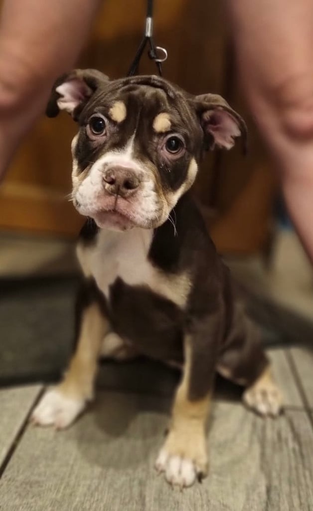 Olde English bulldog puppies 