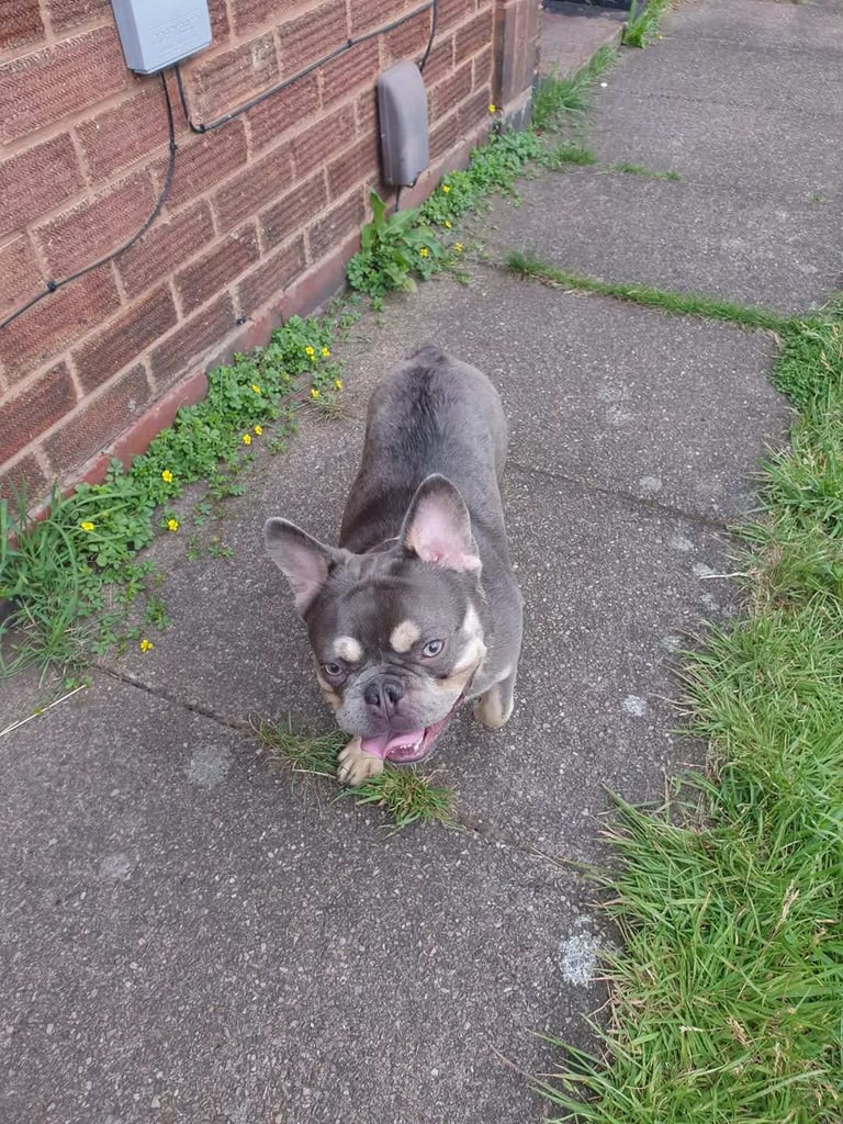 (Fluffy) 13 months male Lilac Merle French Bulldog with all his certificates and vaccinations