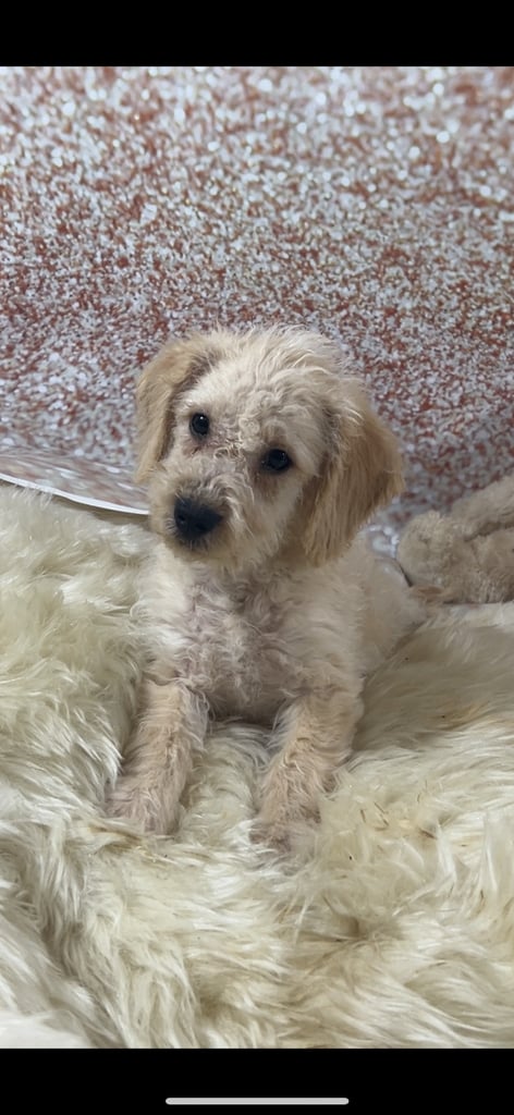 Beautiful Schnoodle puppies 