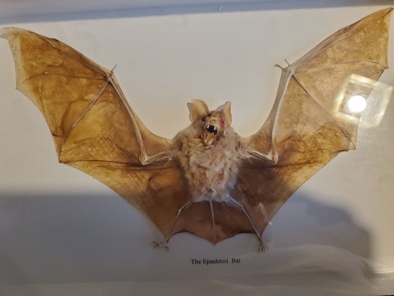 Bat taxidermy 