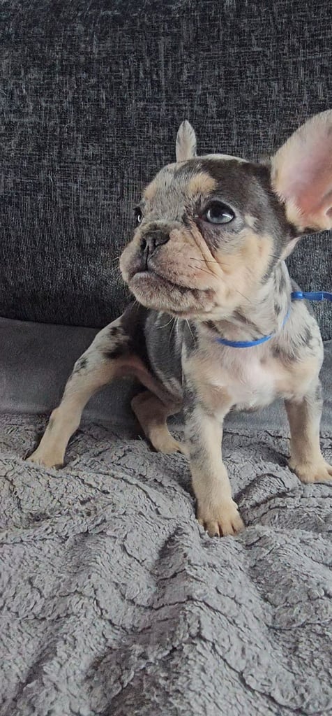 KC unique french bulldog puppies