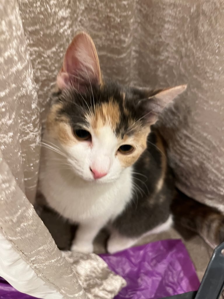 Calico kitten for sale