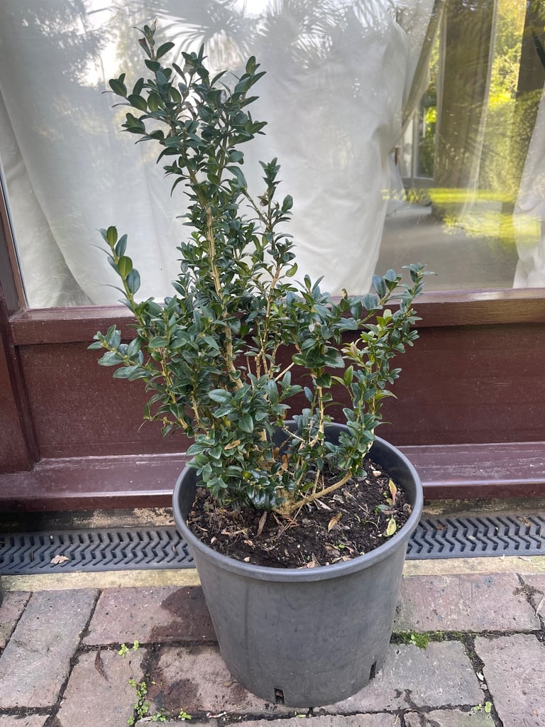 image for Large Buxus plant. £20. Collect from Chichester