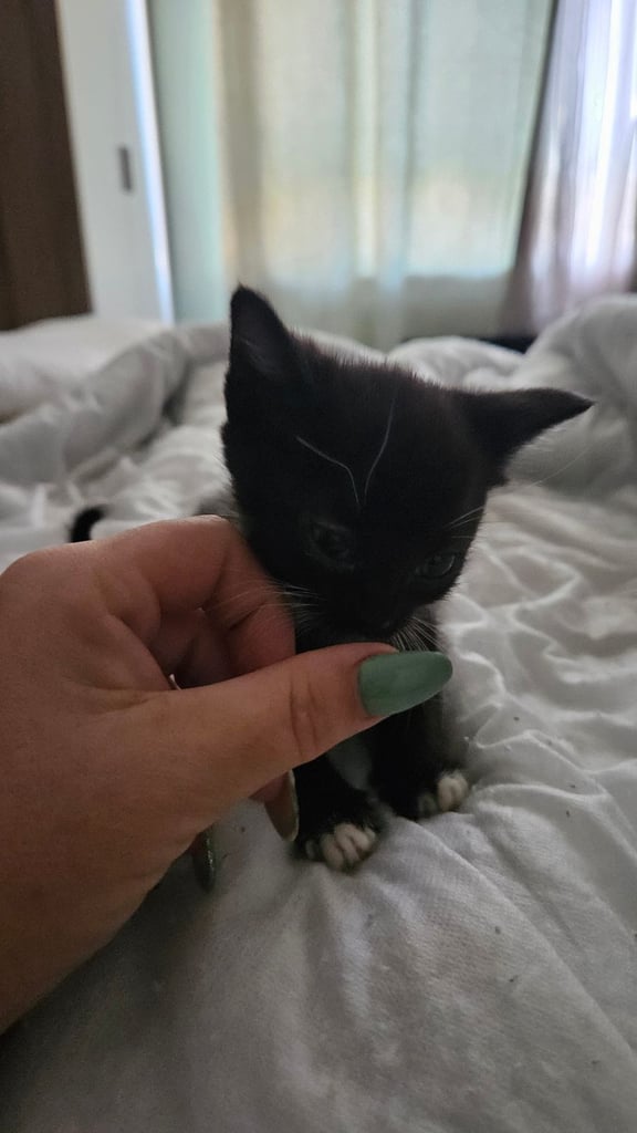 Kittens for sale 150