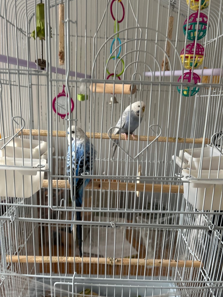 Budgies for sale