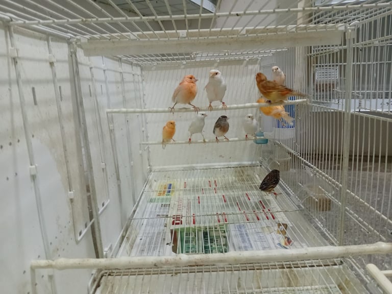 image for Canary 
