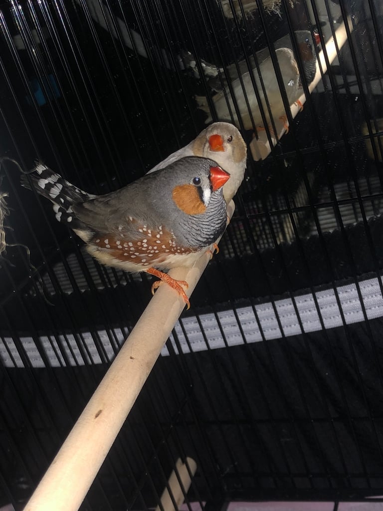 Zebra finch pair 