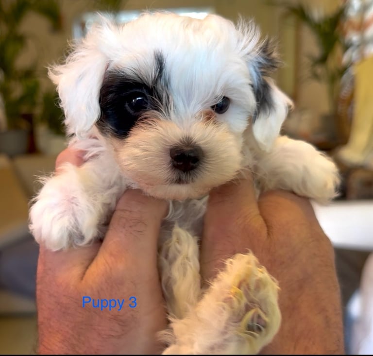 Exquisitely Cute Toy Teddy Maltipoo Puppies