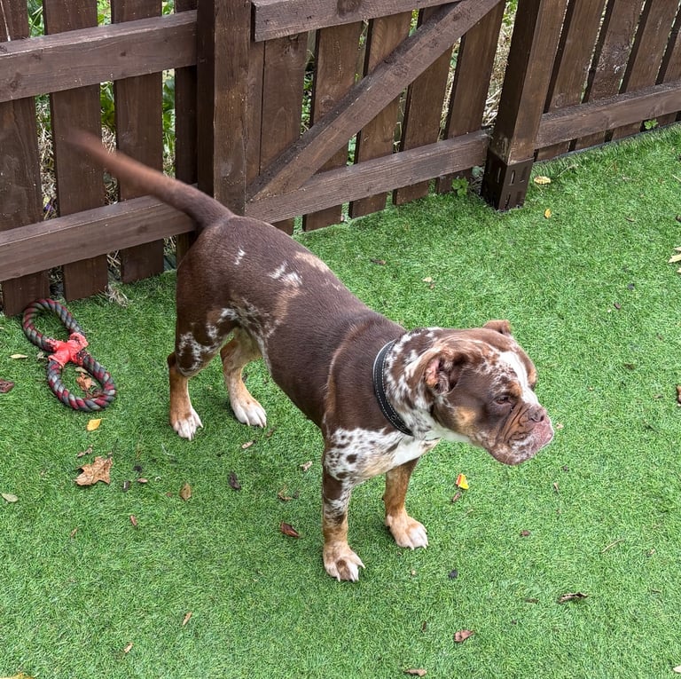 Female old tyme English bulldog