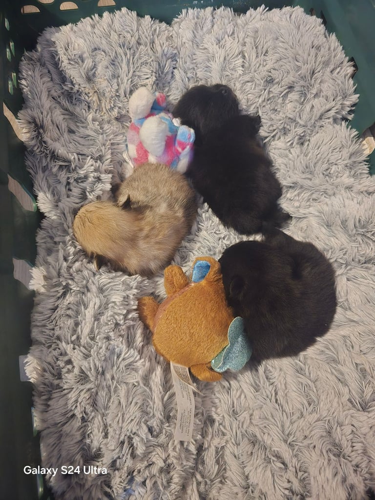 1 pomeranian boy puppy