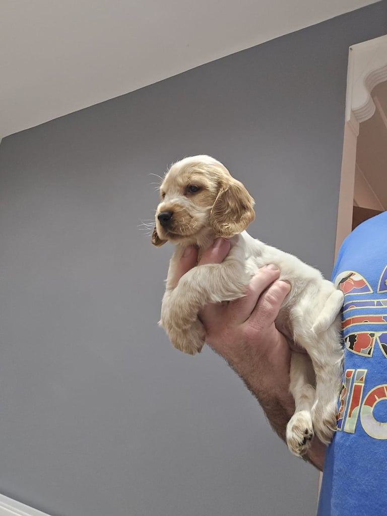 Show Cocker Spaniel Puppies 