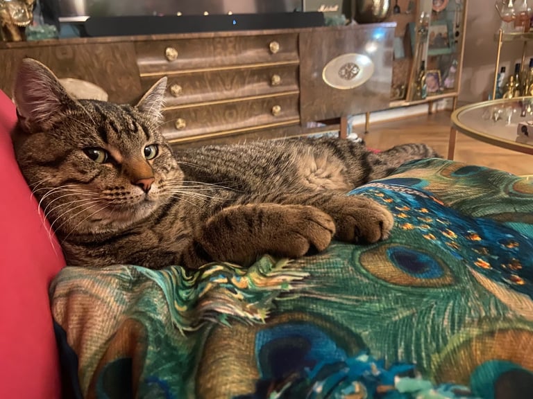 image for Cat for sale