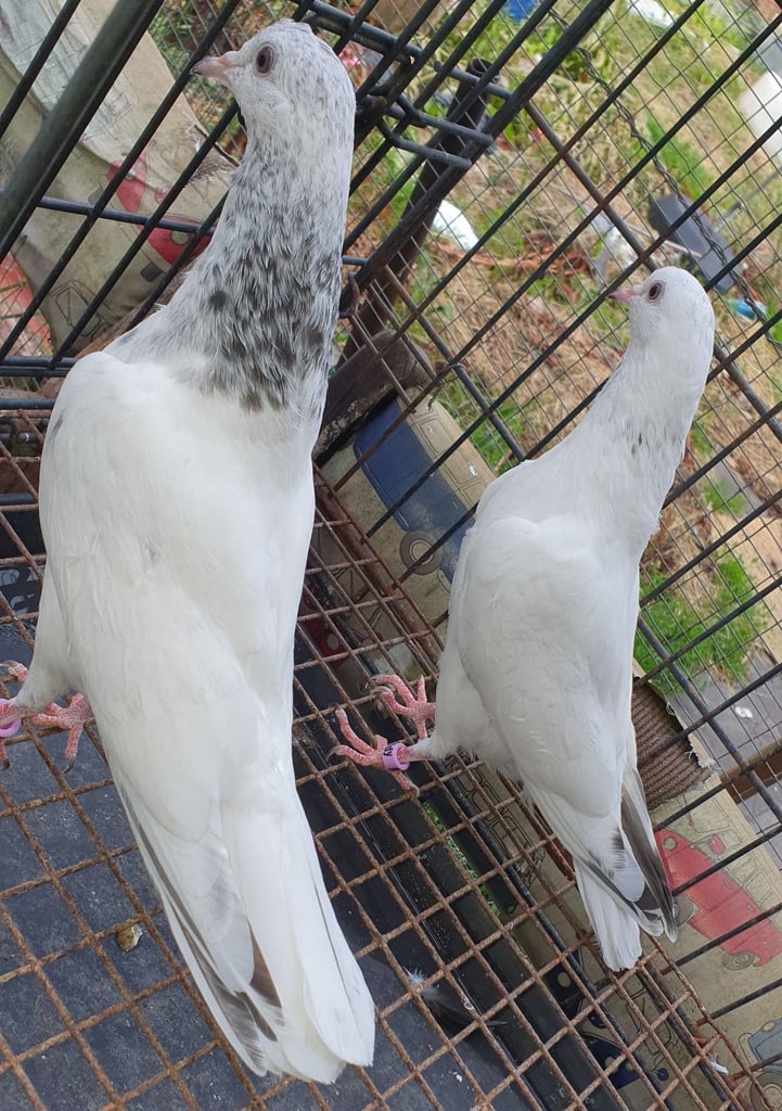 Pakistani Highflyer Pigeons For Sale