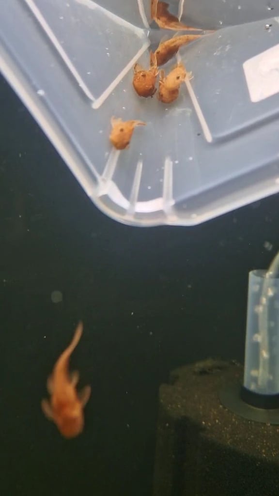 Super Red bristlenose plecos