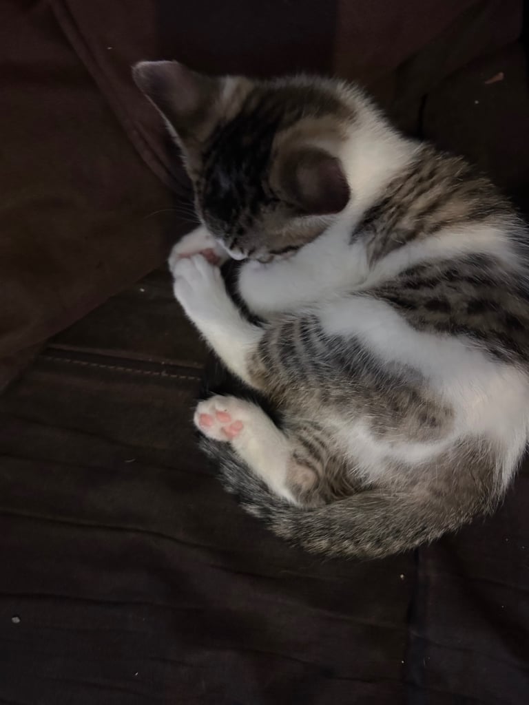 Female kittens ready for their forever homes 