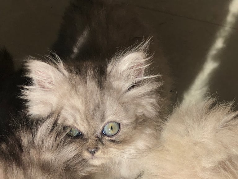 Stunning Persian kittens 