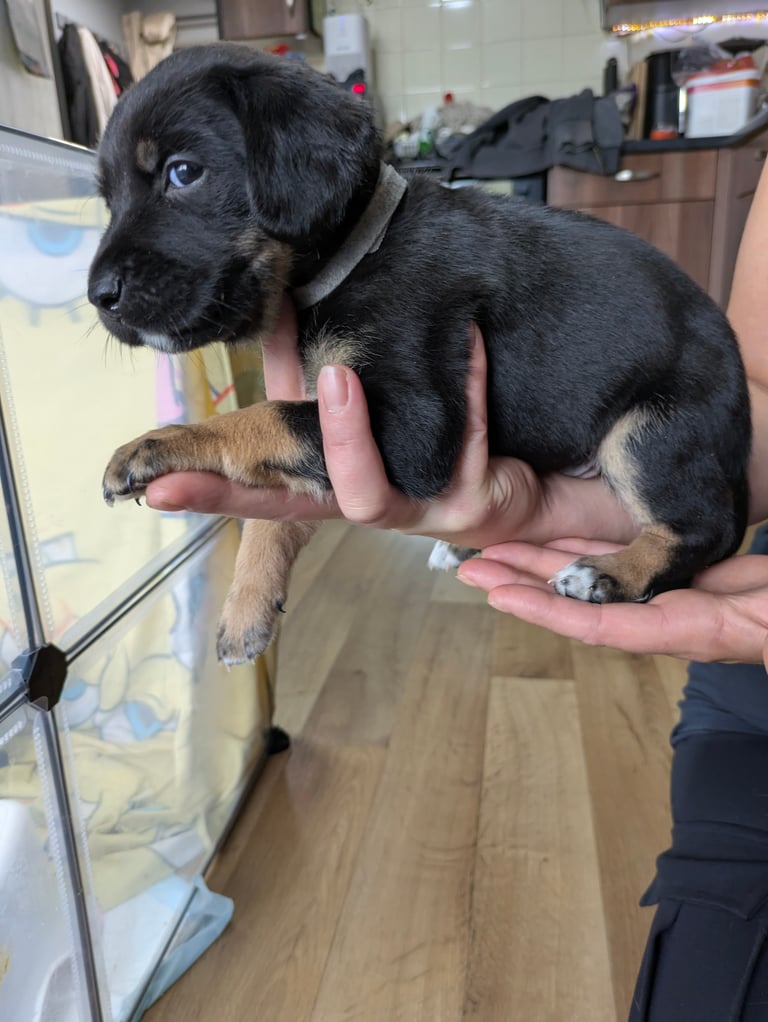 8 Springer, jack X staffy,whippet,saluki,bull greyhound puppies 