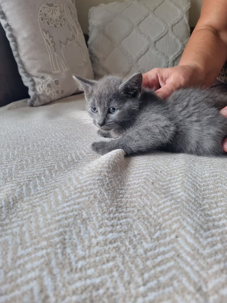 Mixed breed kittens 