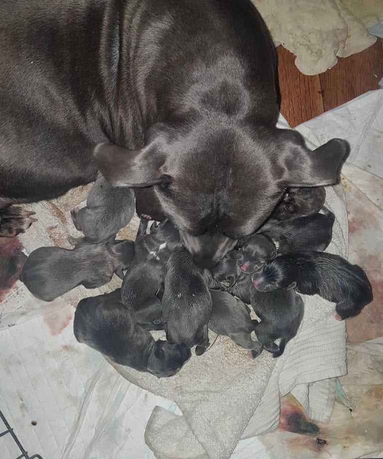Blue Staffordshire bull terrier puppies 