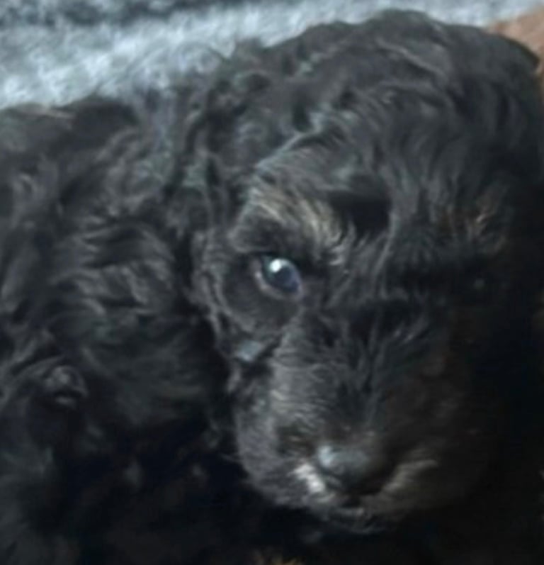 Cockapoo puppies 