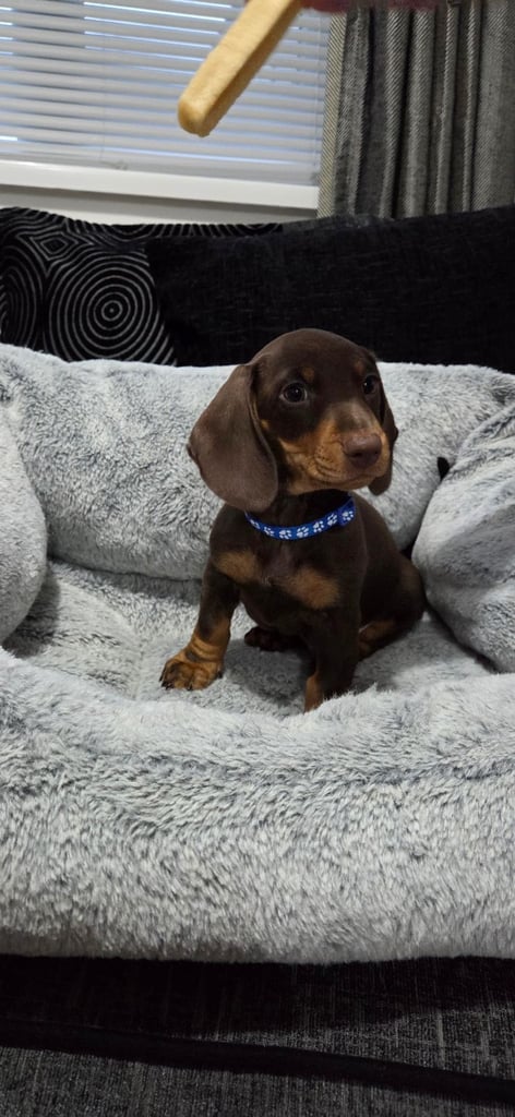 Chocolate Dachshund pup