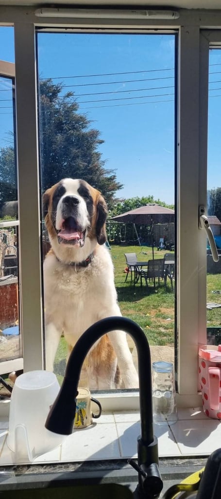 KC REG ST BERNARD 1YR OLD