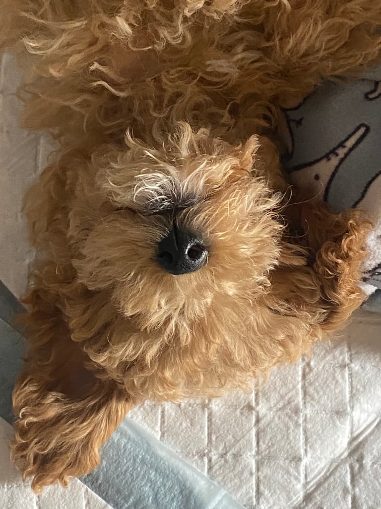 Beautiful teddy bear Maltipoo 