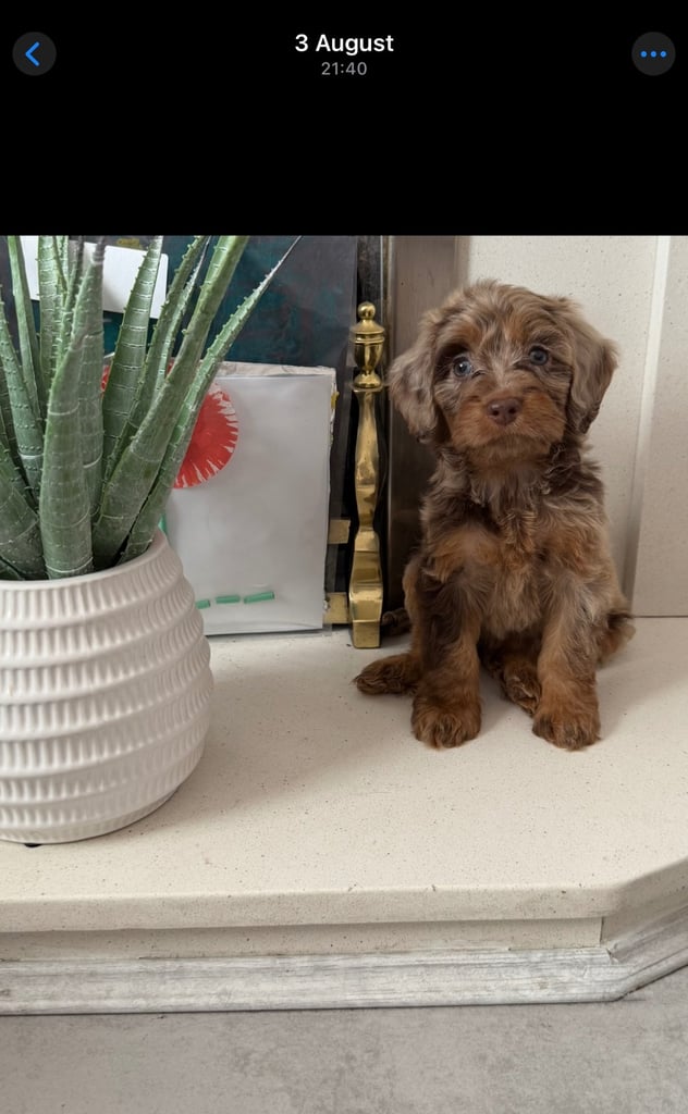 image for F1 Female Chocolate Merle Cockapoo Puppy