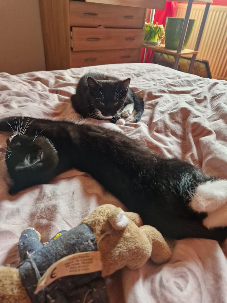 2 wee boys for sale