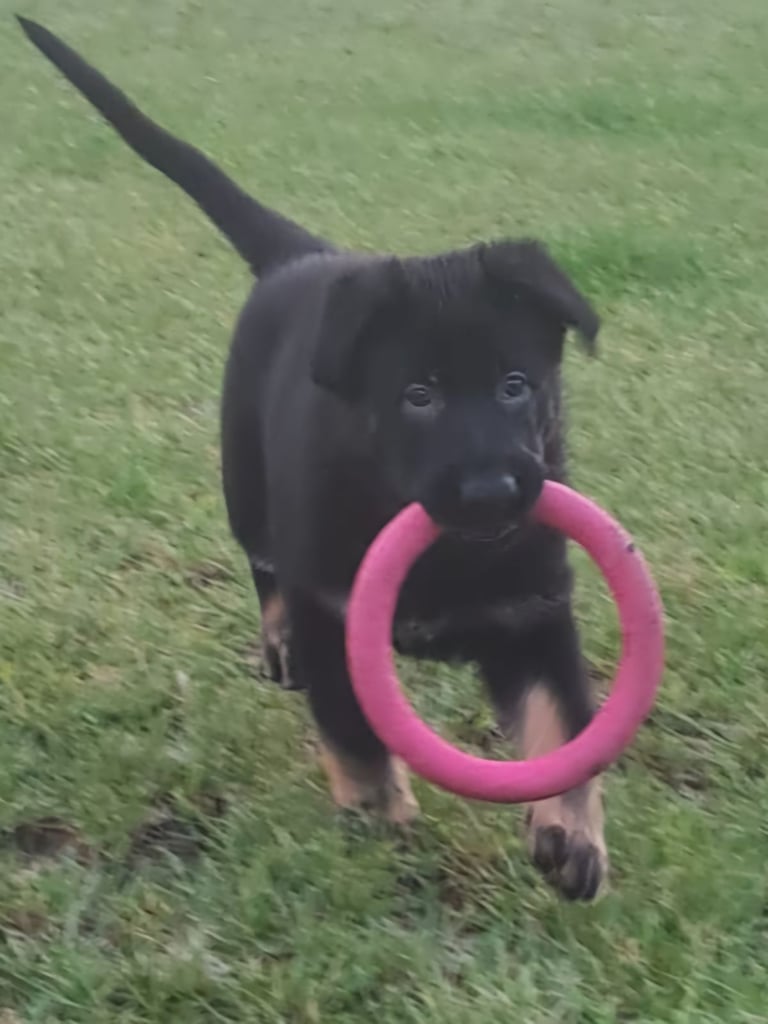 Kc reg Czech working line gsd puppies 