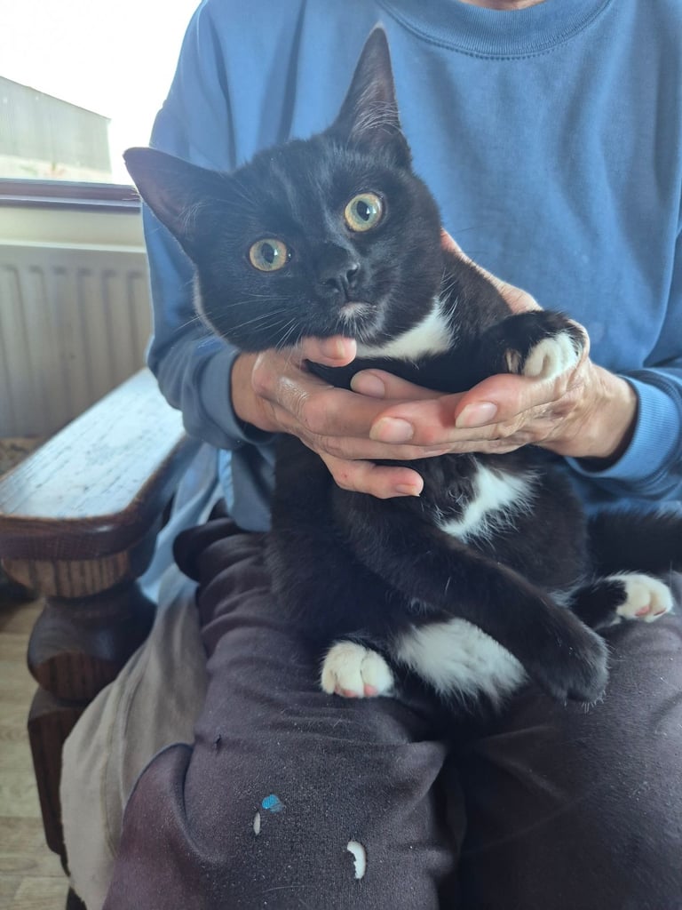Kittens for sale