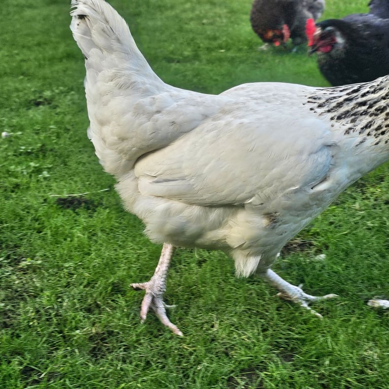 Chickens 1yo Good layerss £40pair