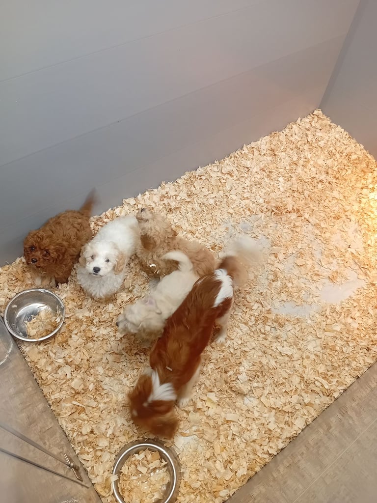 Cavachon
