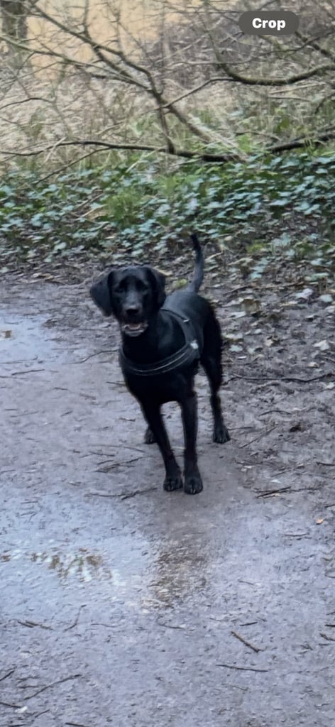 Black springador dog
