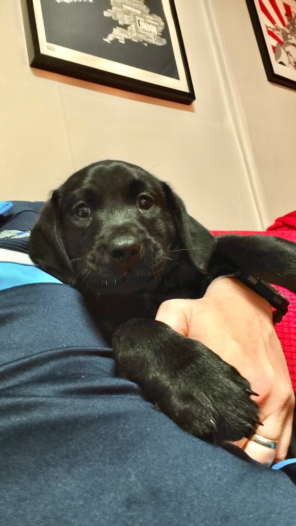 Beautiful Labrador Pups - 3 black girls 