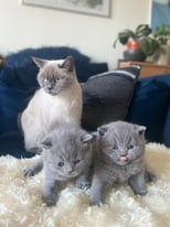 British Shorthair kittens 