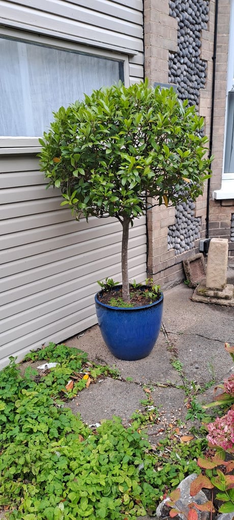 image for Potted bay trees