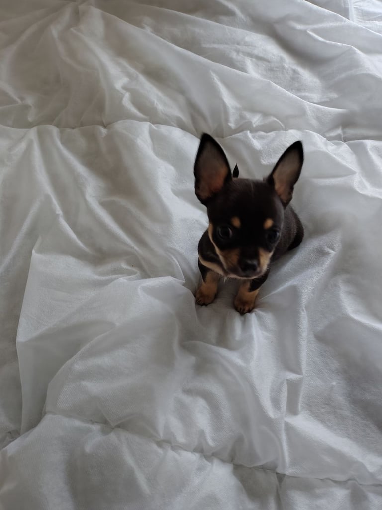 image for Chihuahua puppy 9 weeks old 