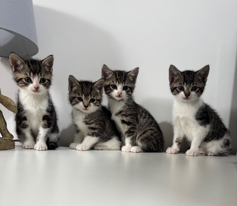 image for kittens ready now 
