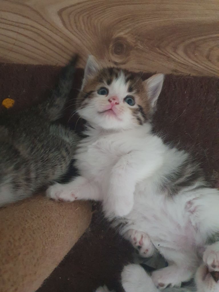 Fluffy kittens (1 female left)