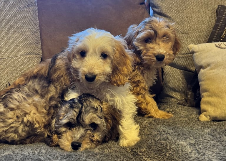 🐶 F1 Cockerpoo Puppies 🐶
