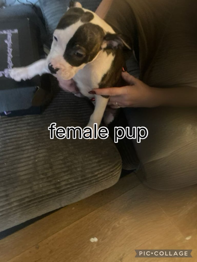 american bulldog puppy